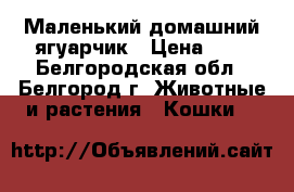 Маленький домашний ягуарчик › Цена ­ 1 - Белгородская обл., Белгород г. Животные и растения » Кошки   